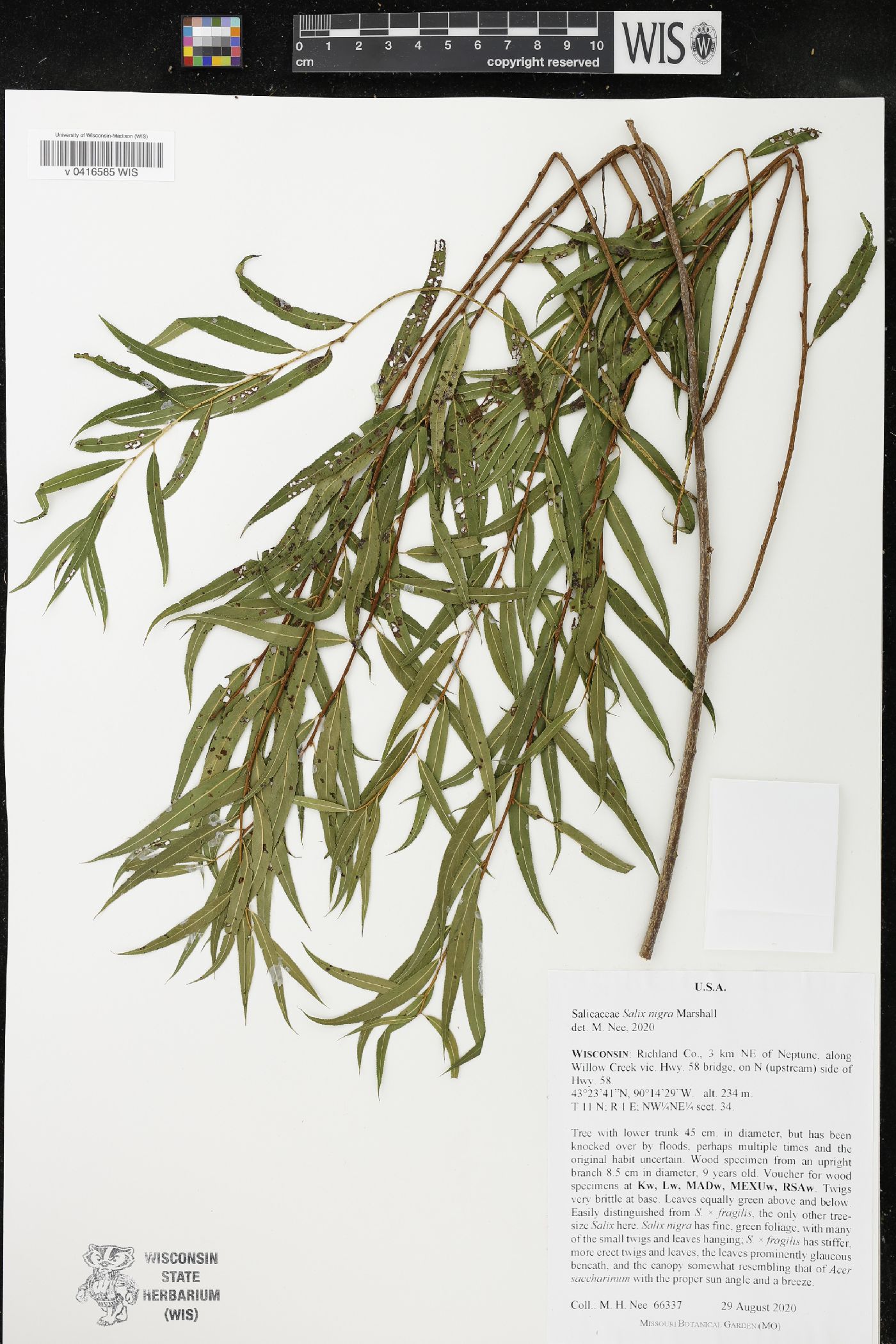 Salix nigra image