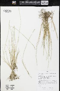 Sporobolus vaginiflorus image