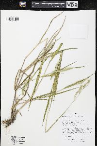 Eriochloa villosa image