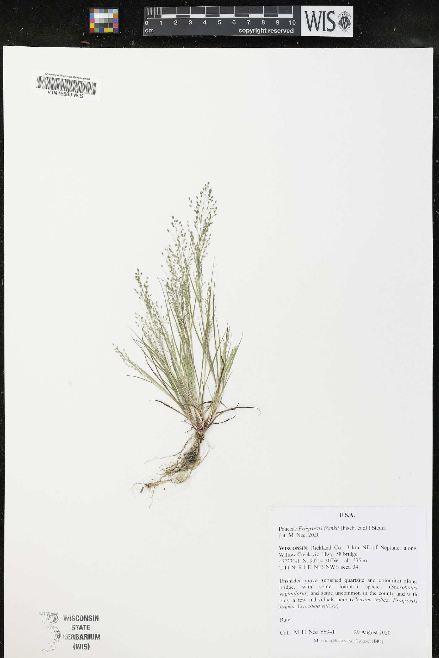 Eragrostis frankii image
