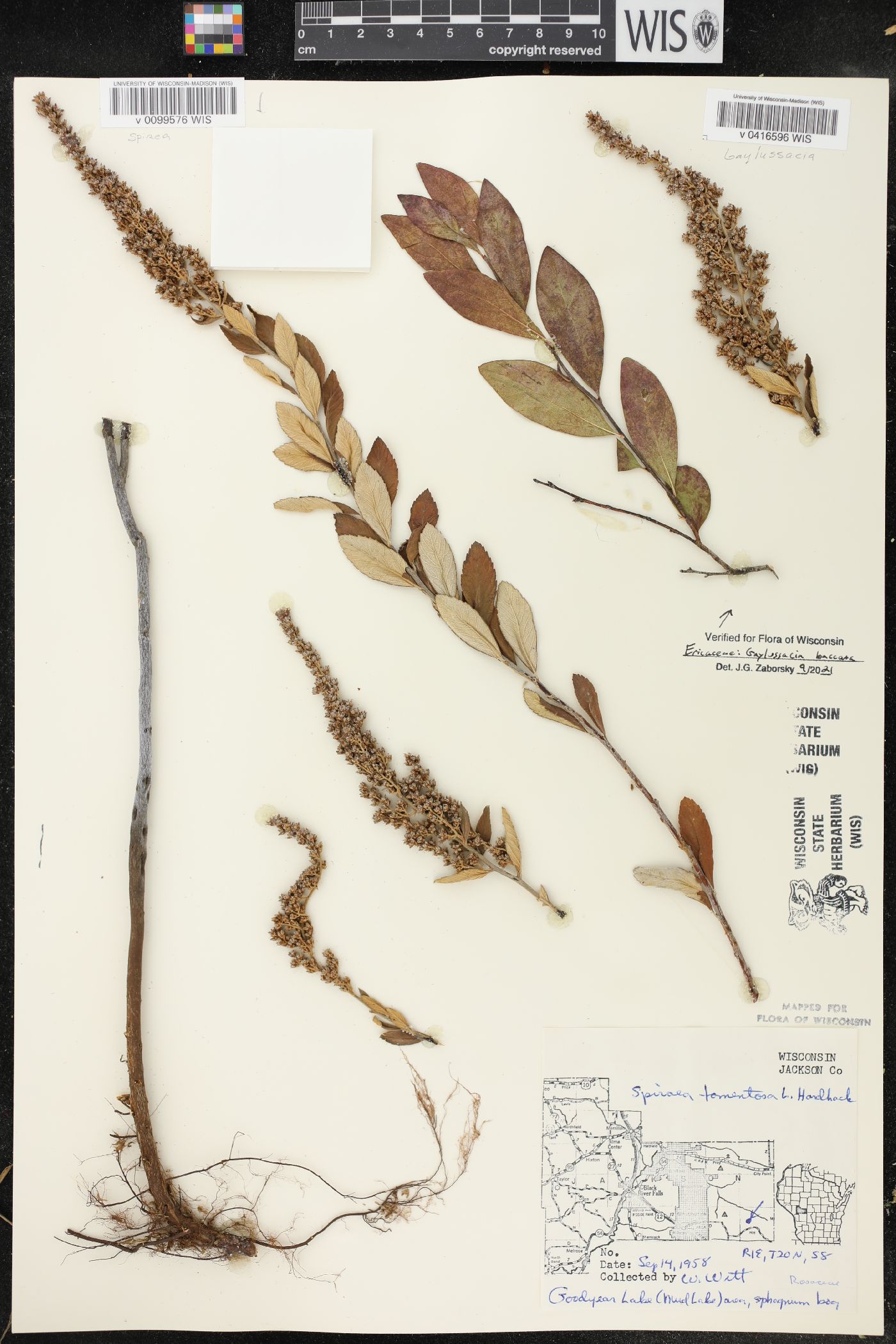 Gaylussacia baccata image