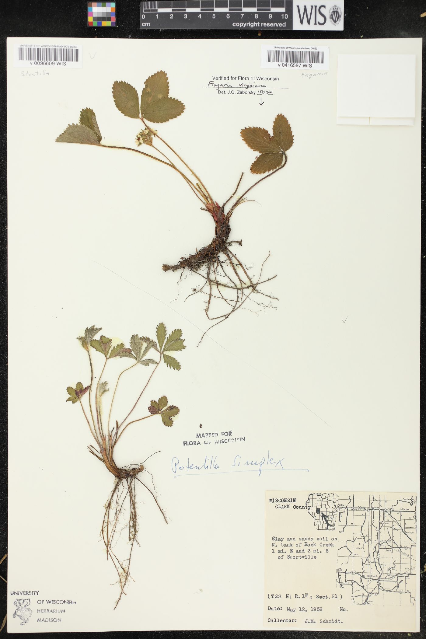 Fragaria virginiana image