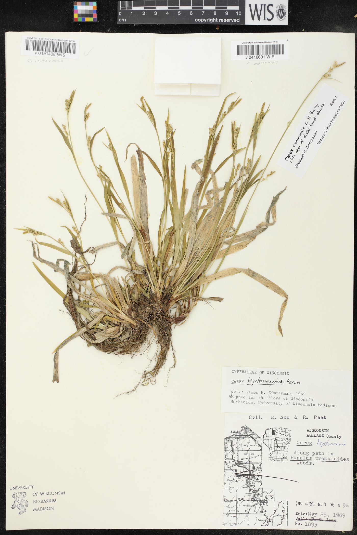 Carex communis image