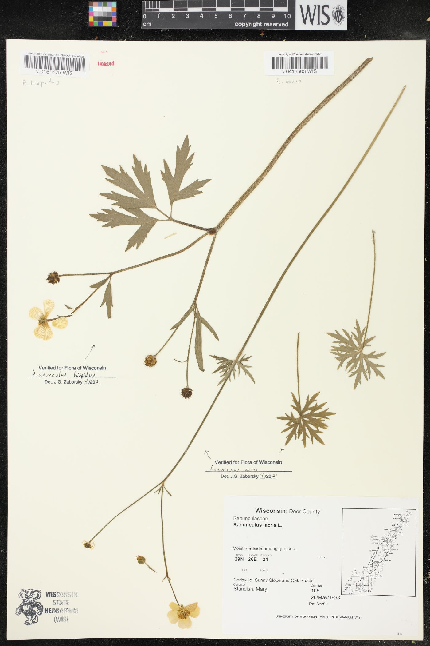 Ranunculus acris image