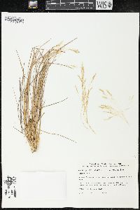 Lachnagrostis filiformis image