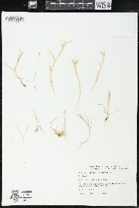 Hordeum marinum image