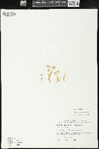 Trifolium physanthum image