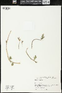 Gratiola peruviana image