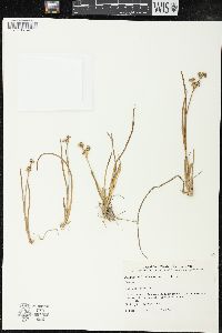 Juncus microcephalus image