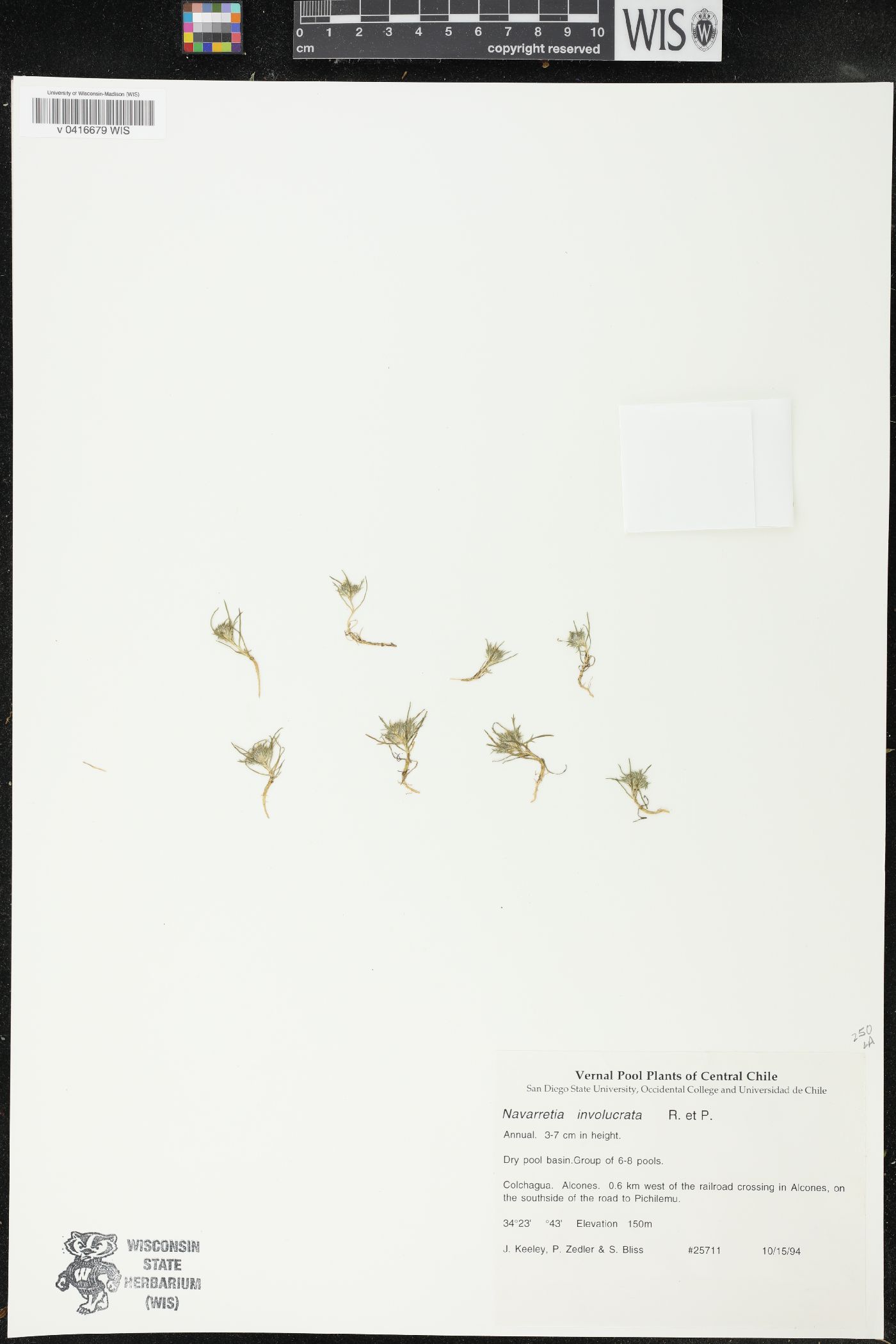 Navarretia involucrata image