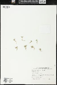 Navarretia involucrata image