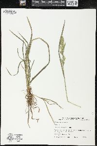 Bromus hordeaceus image