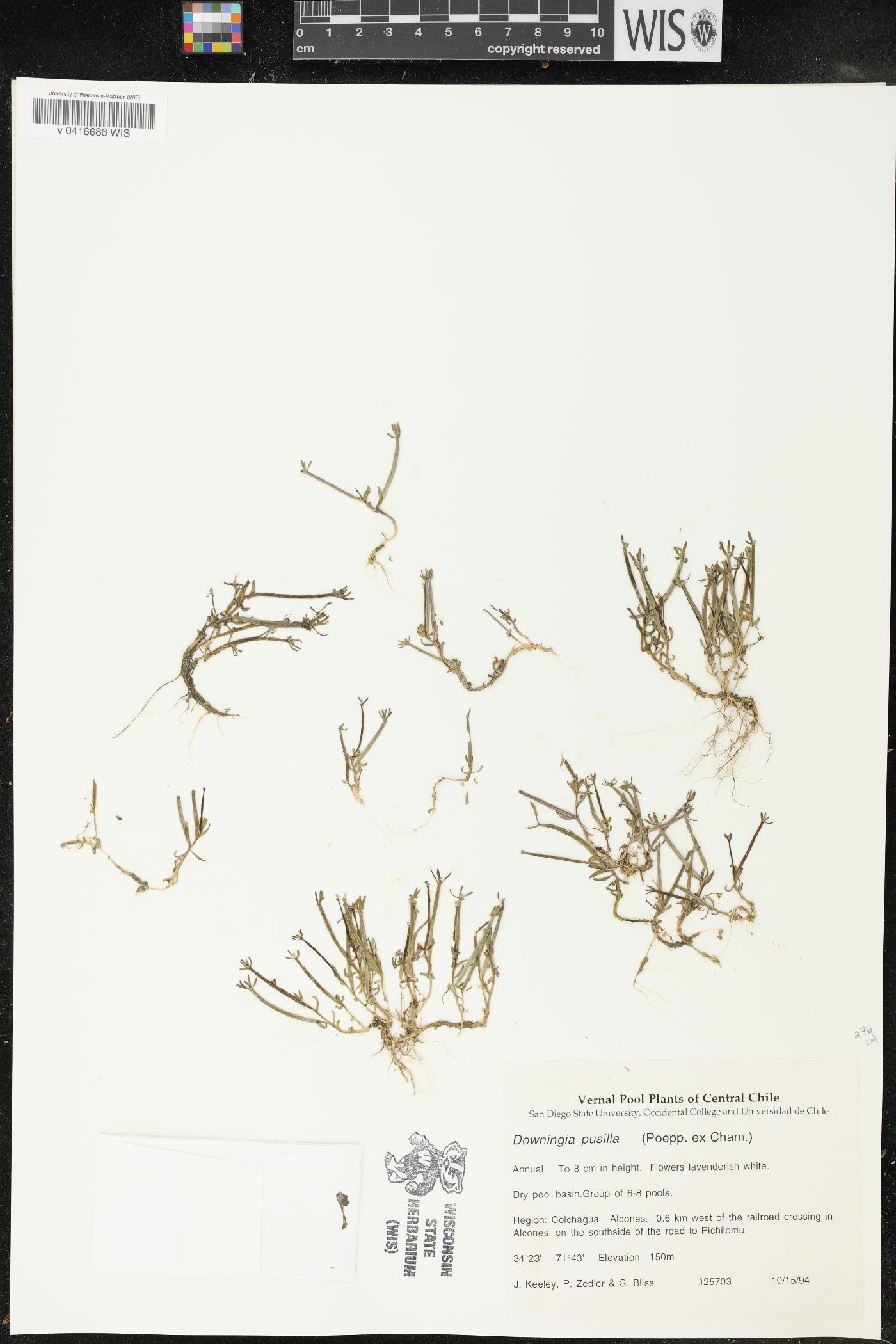 Downingia pusilla image