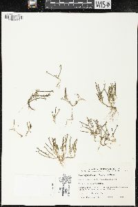Downingia pusilla image