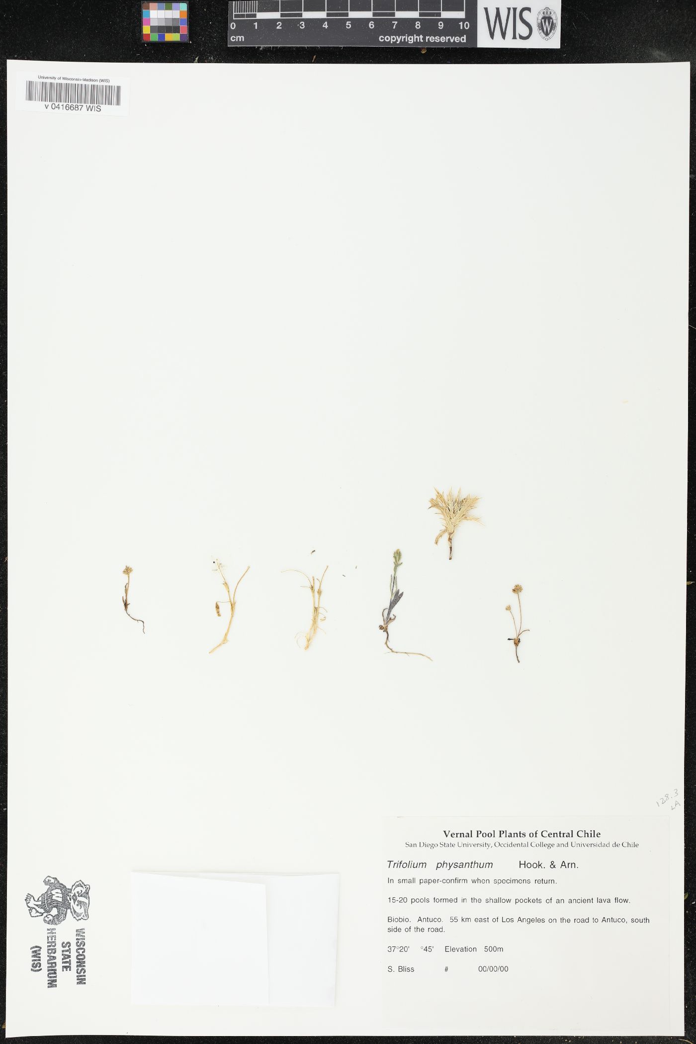Trifolium physanthum image