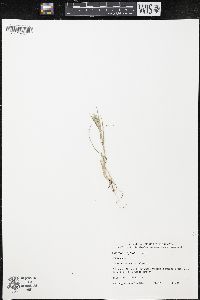 Hordeum geniculatum image