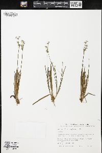 Juncus microcephalus image