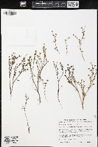 Media resource of Blennosperma chilense