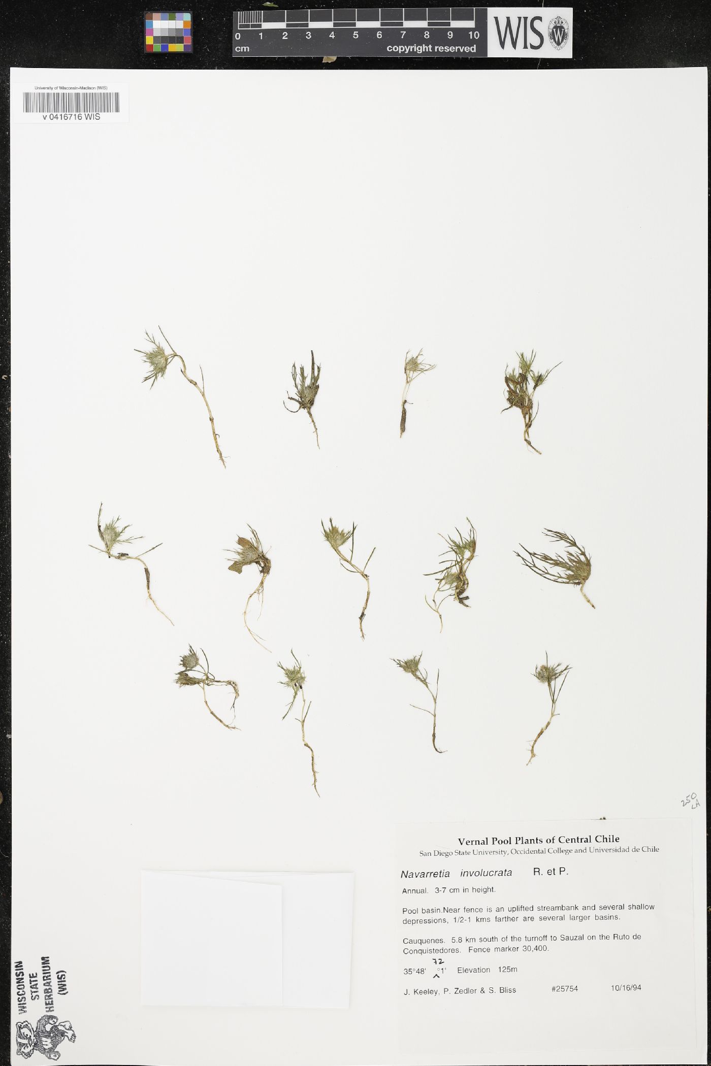 Navarretia involucrata image
