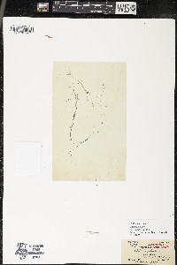 Callitriche palustris image