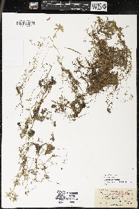 Callitriche palustris image