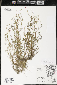 Callitriche heterophylla image