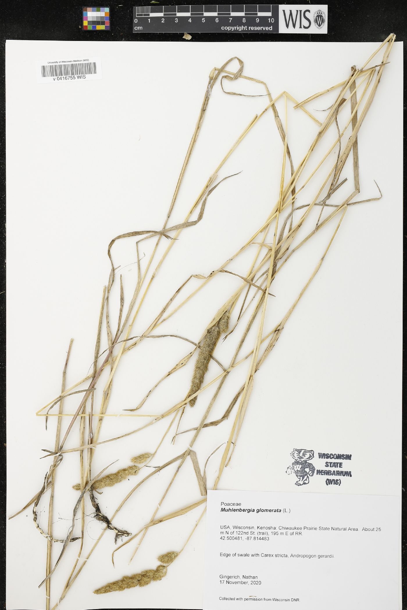 Muhlenbergia glomerata image