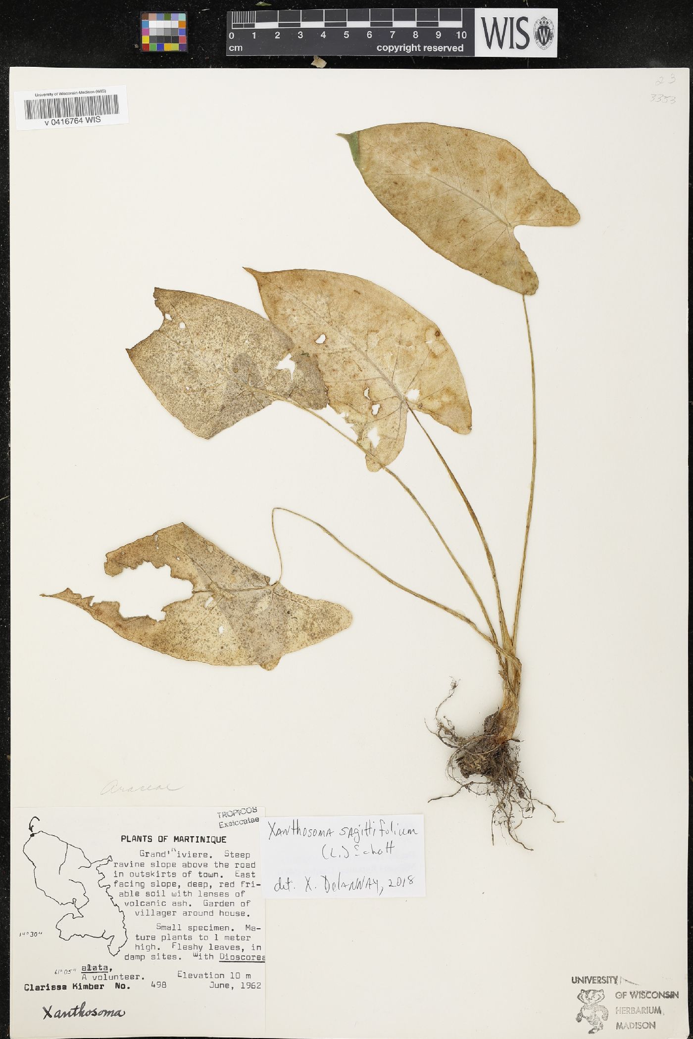 Xanthosoma image