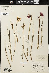 Sisyrinchium grandiflorum image