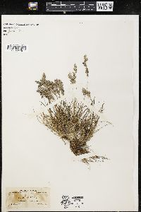 Poa abbreviata var. pattersonii image