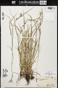 Carex grisea image