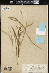 Carex grisea image