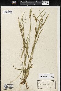 Carex grisea image