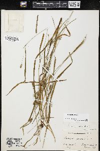 Carex grisea image