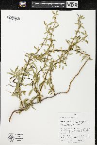 Salix matsudana image