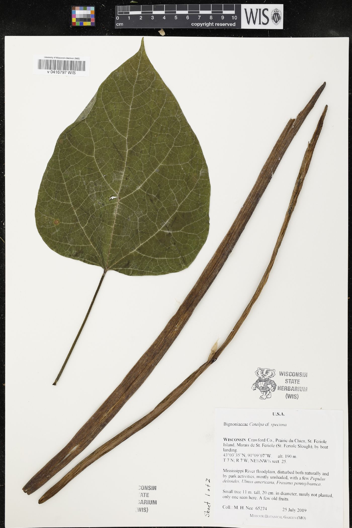 Catalpa speciosa image