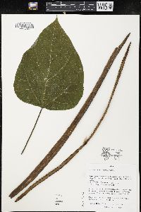 Catalpa speciosa image