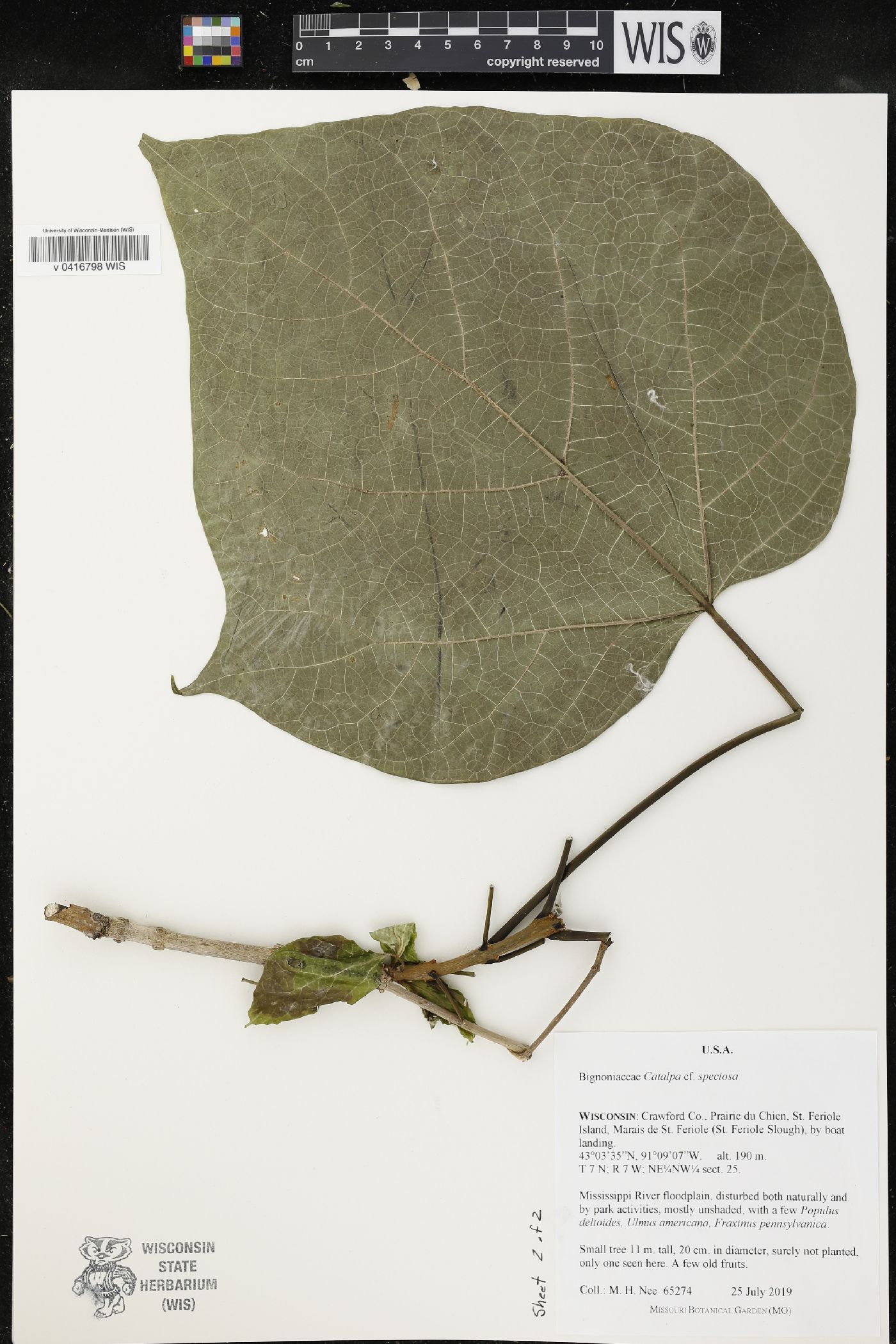 Catalpa speciosa image