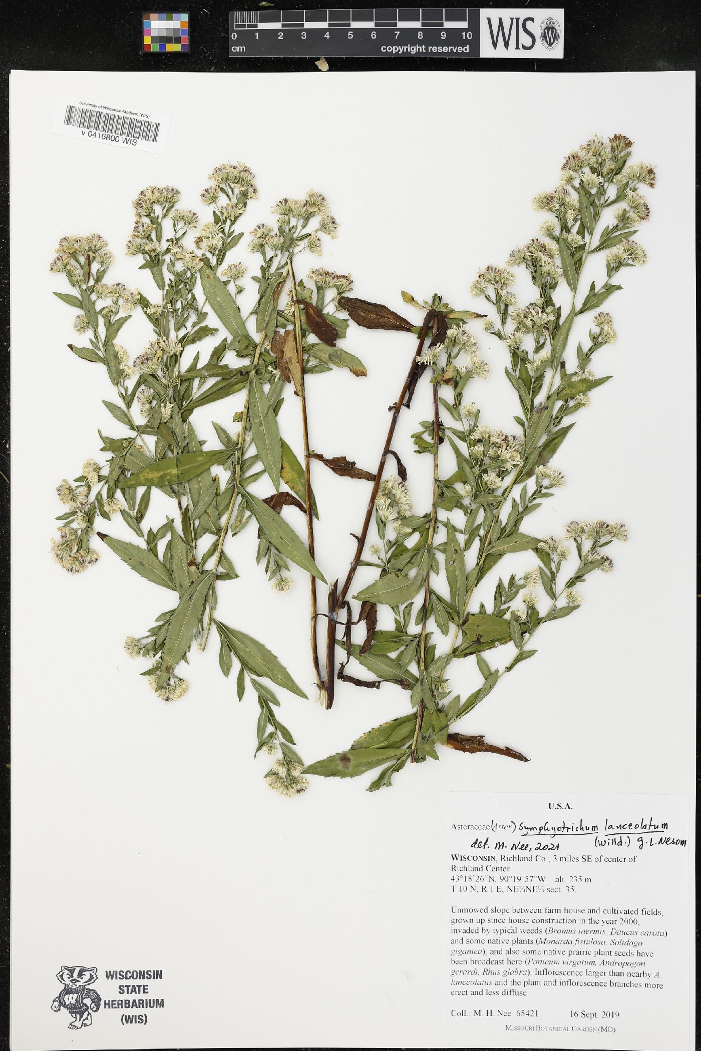 Symphyotrichum lanceolatum image