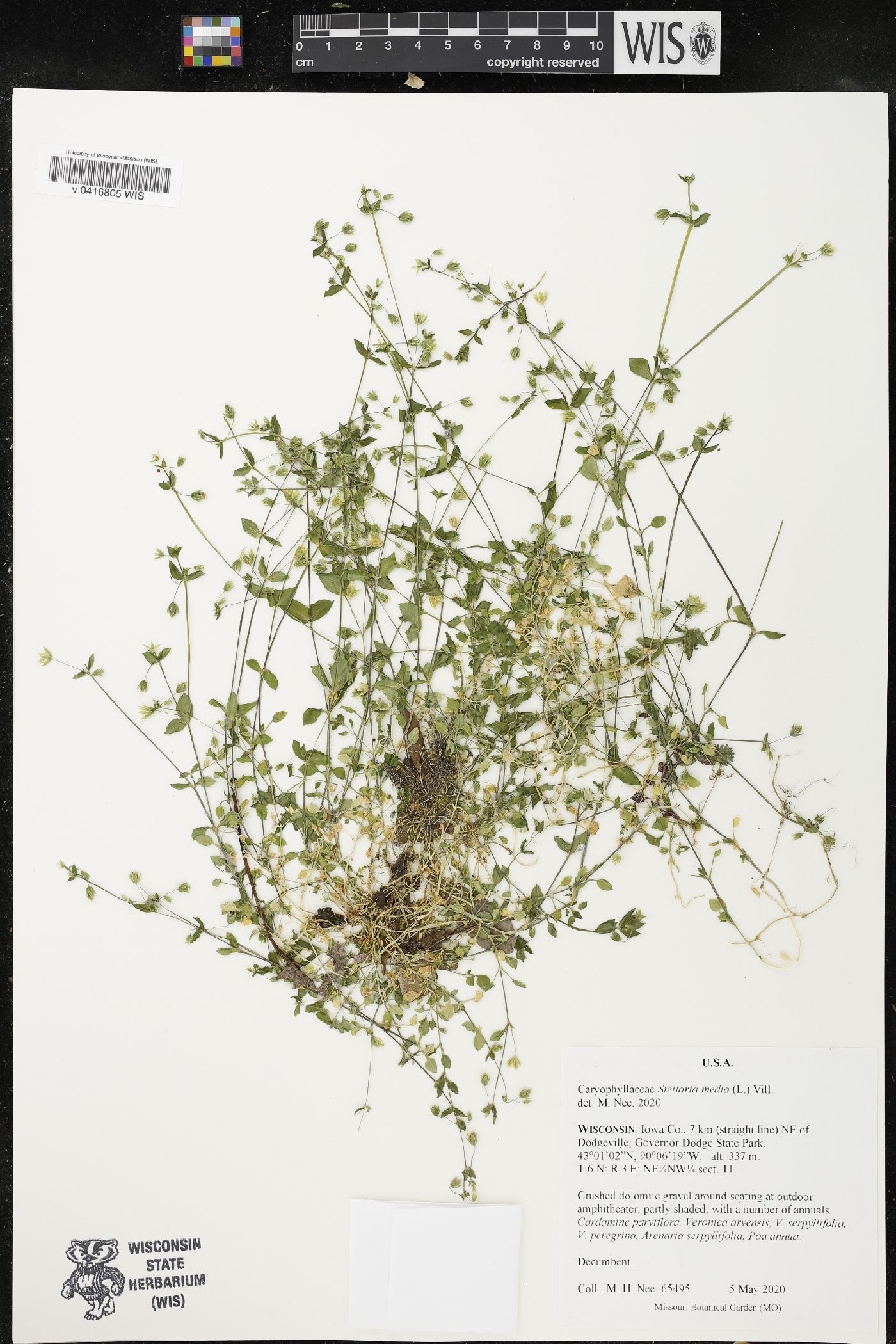 Stellaria media image