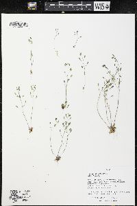 Draba verna image