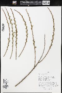 Salix × fragilis image