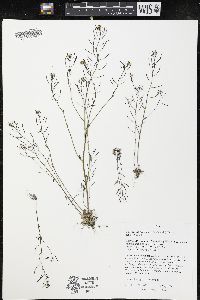 Arabidopsis thaliana image