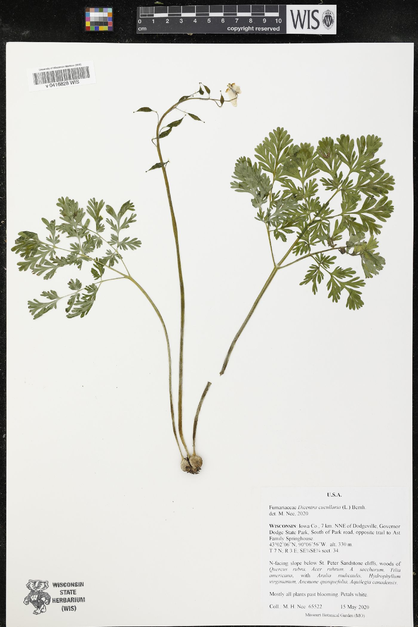 Dicentra cucullaria image