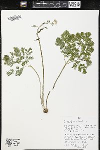 Dicentra cucullaria image