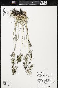 Poa bulbosa image