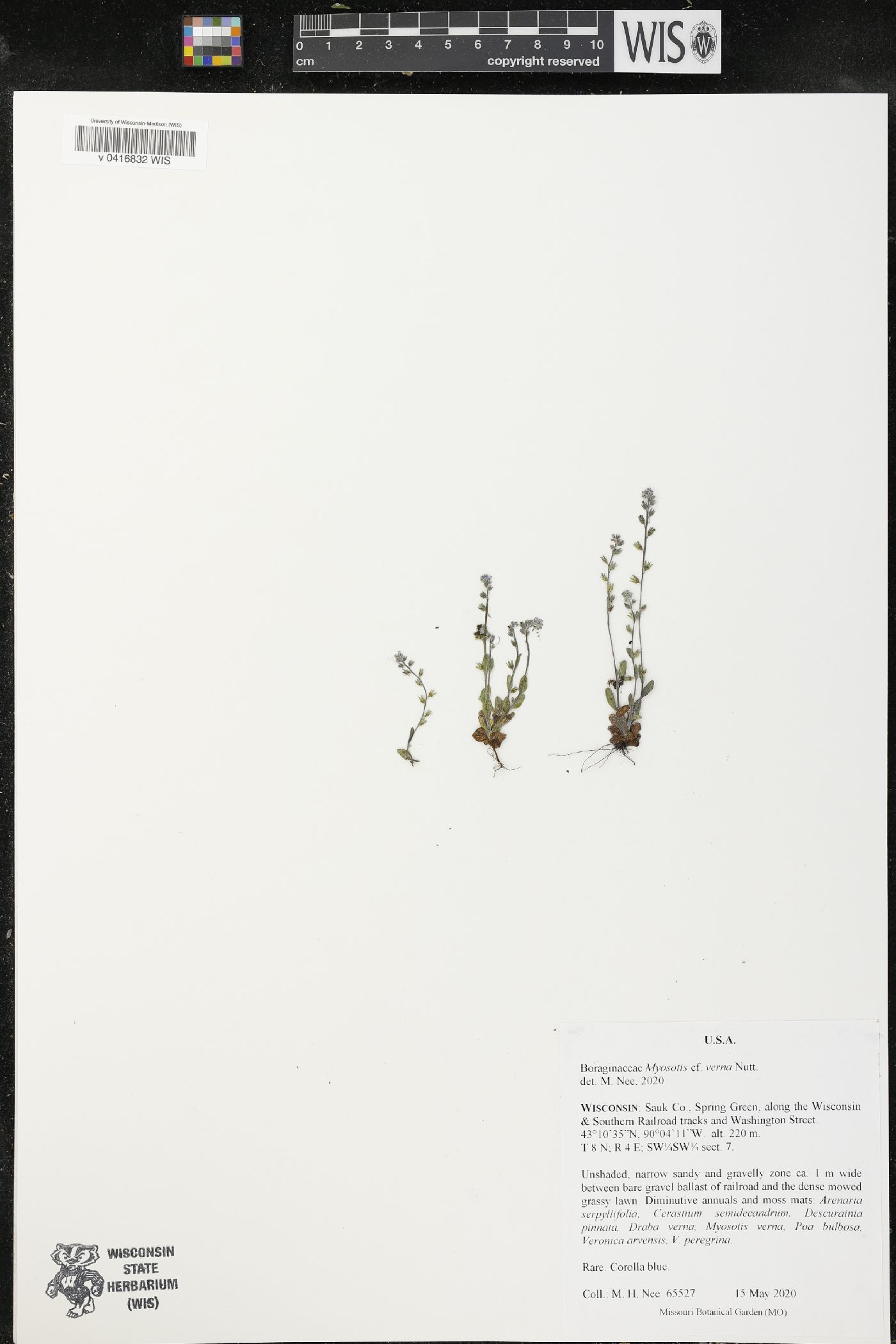 Myosotis verna image