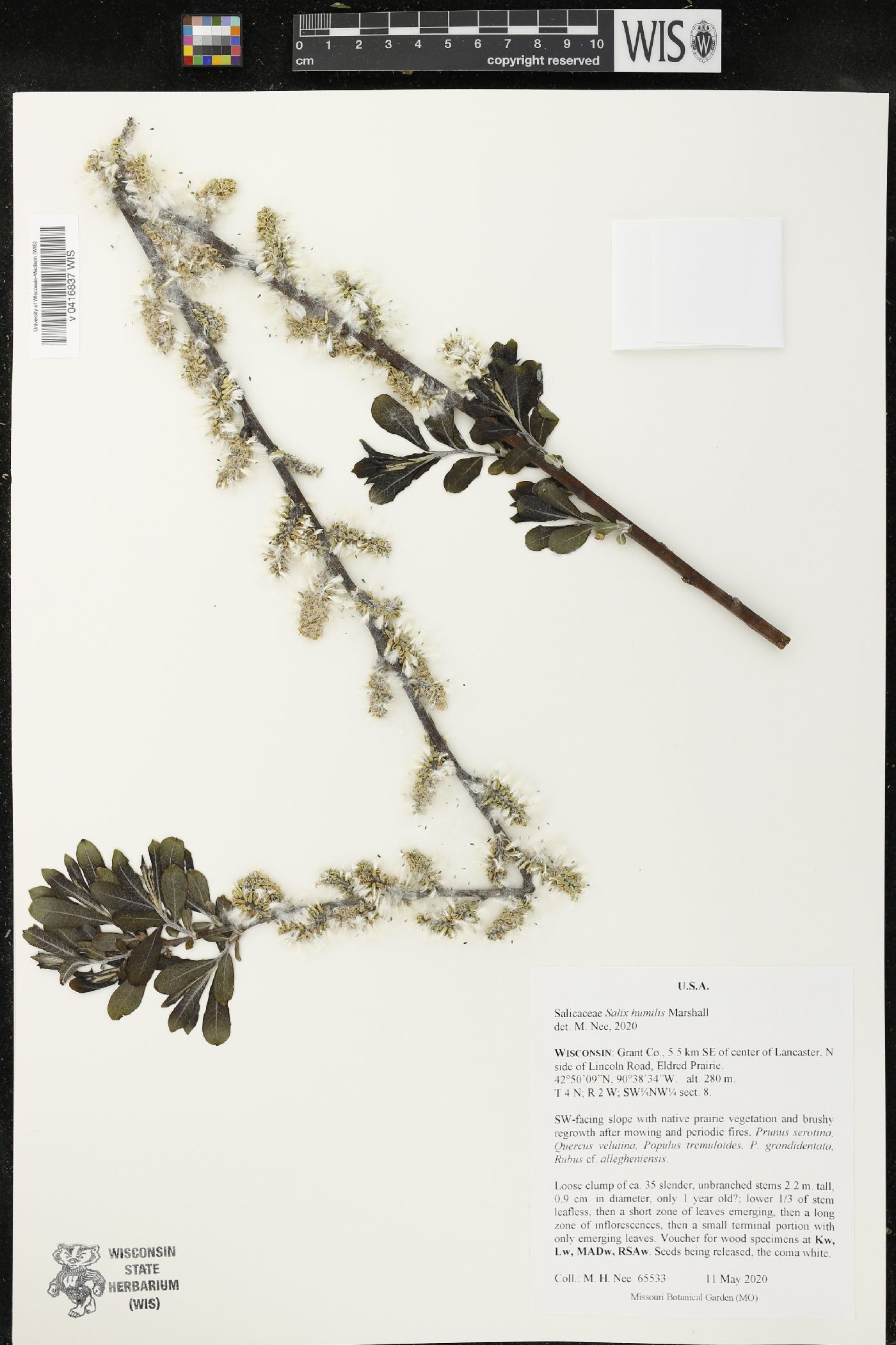 Salix humilis image
