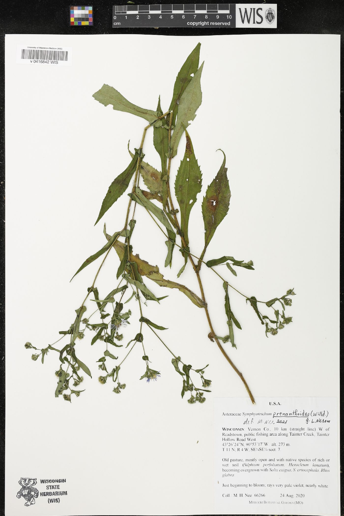 Symphyotrichum prenanthoides image
