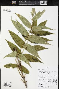 Fraxinus nigra image